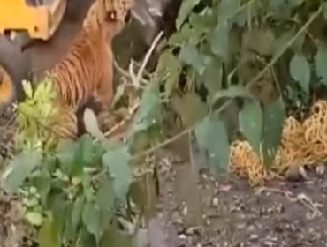 Vídeo: Tigre que matou duas pessoas é esmagado por retroescavadeira