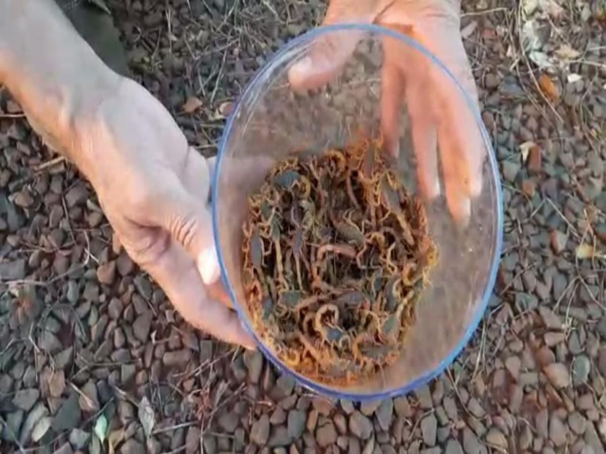 Em uma semana, agentes capturam 300 escorpiões em cidade do noroeste