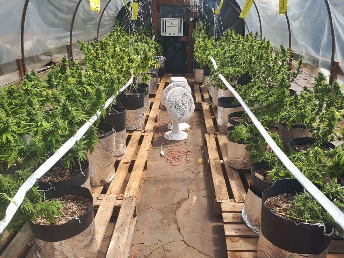 Bombeiros descobrem plantação de maconha em 'centro de reabilitação' para usuários de droga
