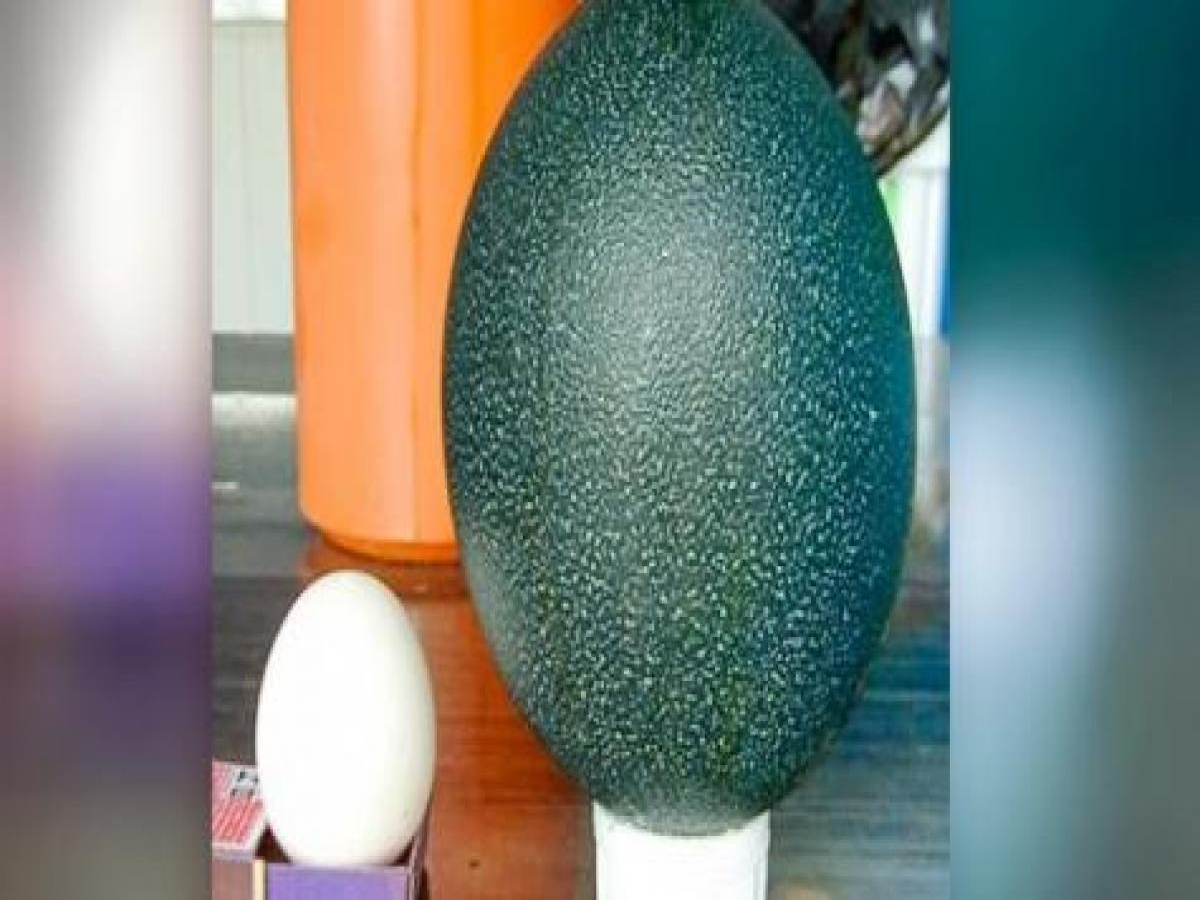 Morador encontra ovo de Emu Australiano em frente a sua residência