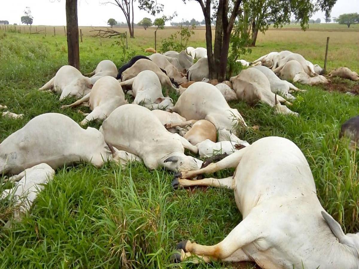 Raio mata 29 vacas e 22 bezerros em propriedade rural