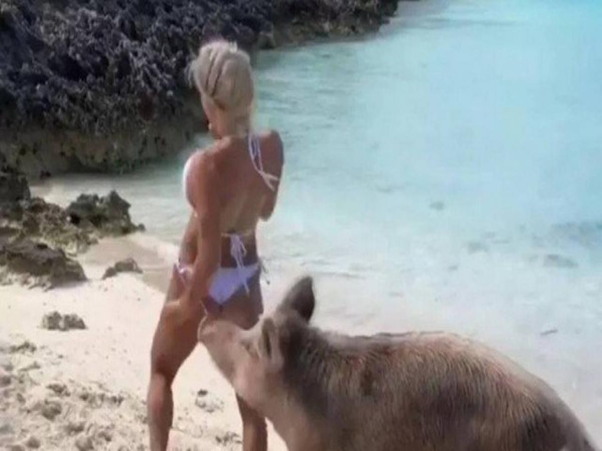 VÍDEO: Modelo 'sósia de Bruna Marquezine' é mordida por porco nas Bahamas