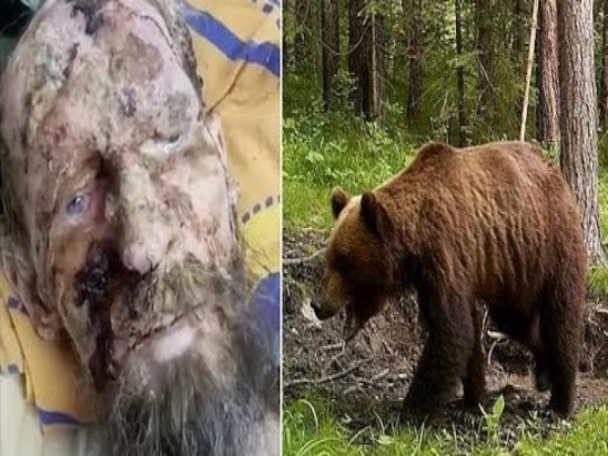 Vídeo: Homem é resgatado após ser mantido refém por urso durante 1 mês