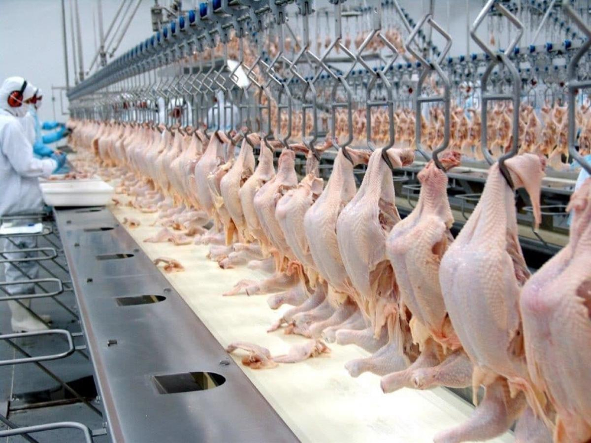 China habilita frigorífico de Paraíso do Norte para exportação de frango
