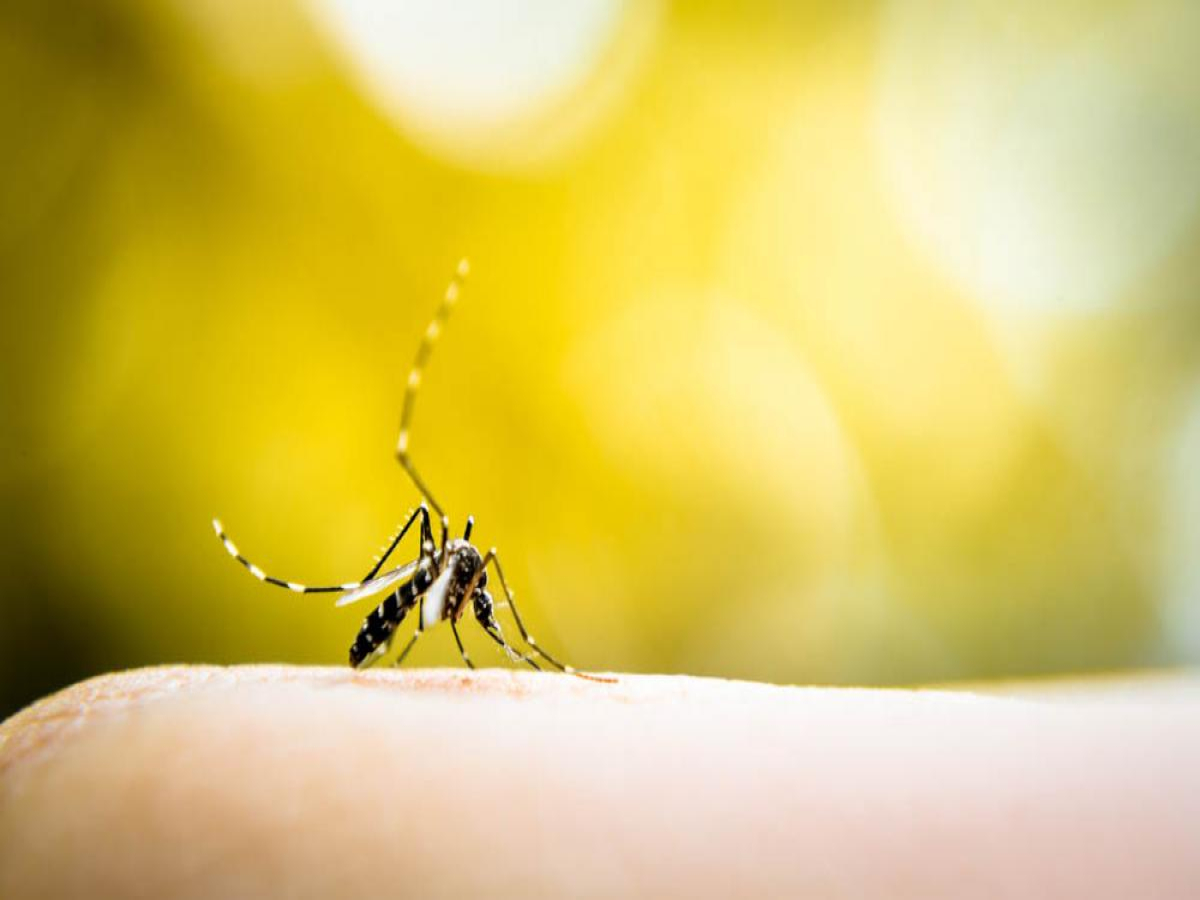 Casos de dengue no Paraná crescem quase 2000%