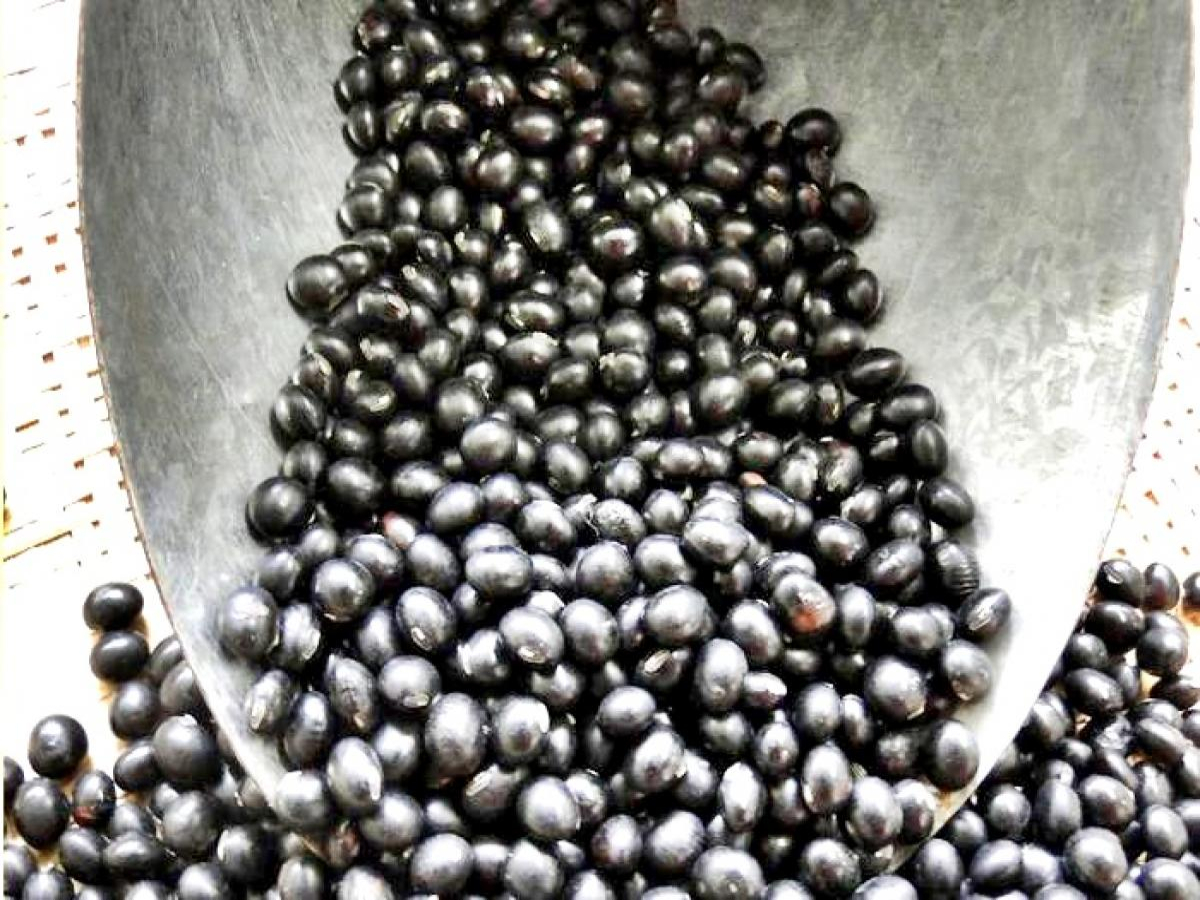 Soja preta começa a ser cultivada e promete rivalizar com feijão