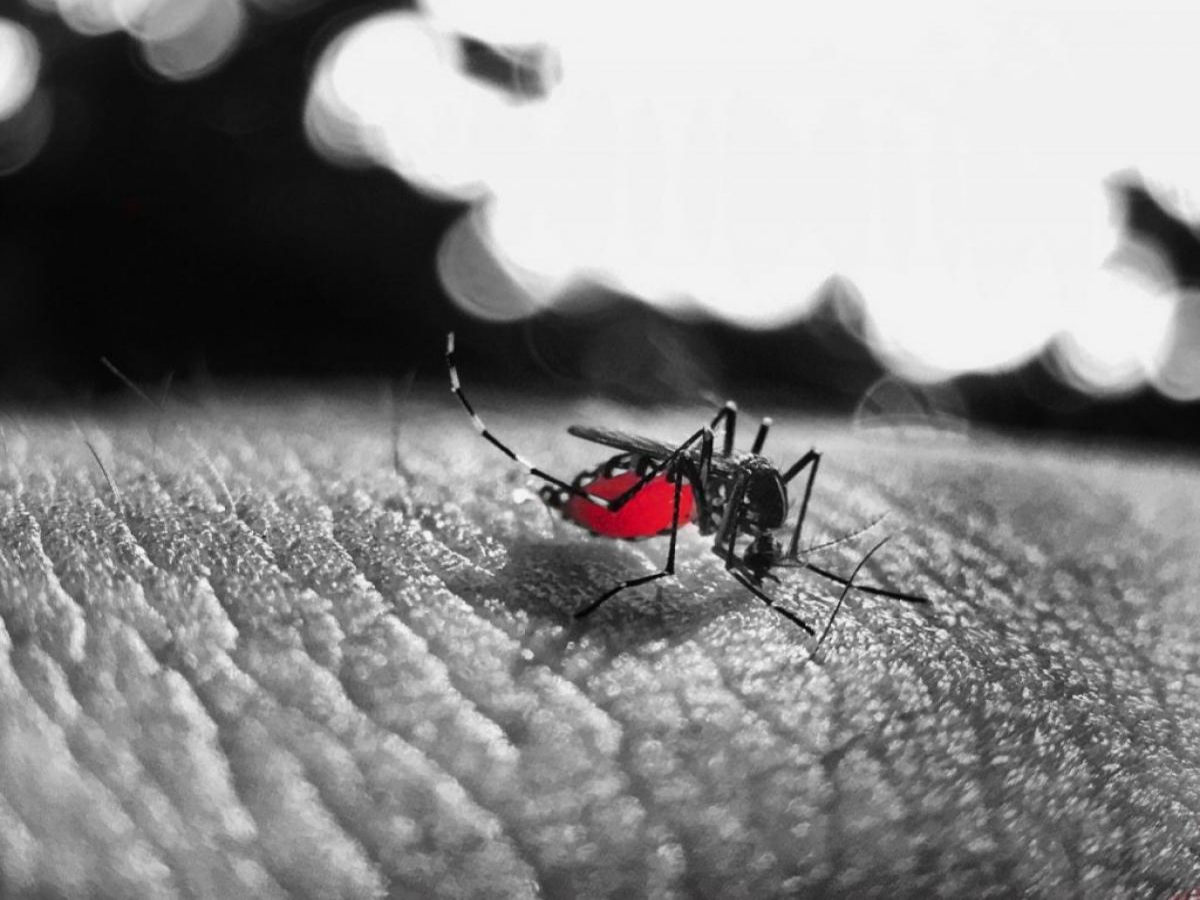 Confirmado mais um caso de morte por dengue no Paraná