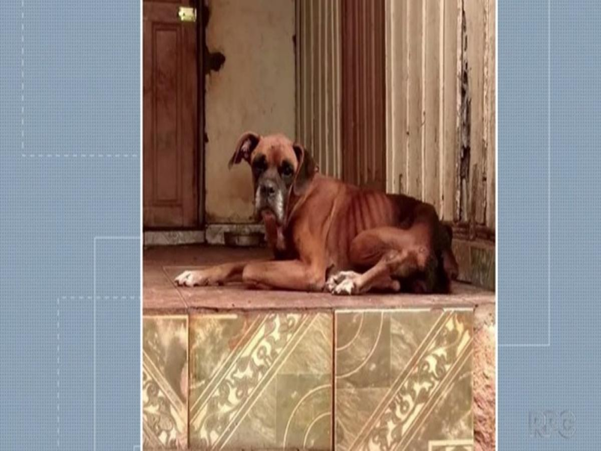 Cão é encontrado morto em residência, e mulher é multada em R$ 12,8 mil por maus-tratos