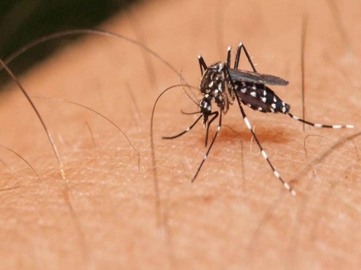 Já chega a 23 o numero de mortes e 26 mil casos de dengue no Paraná