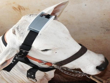 Empresa chinesa vai monitorar gado brasileiro com sensores na cabeça.