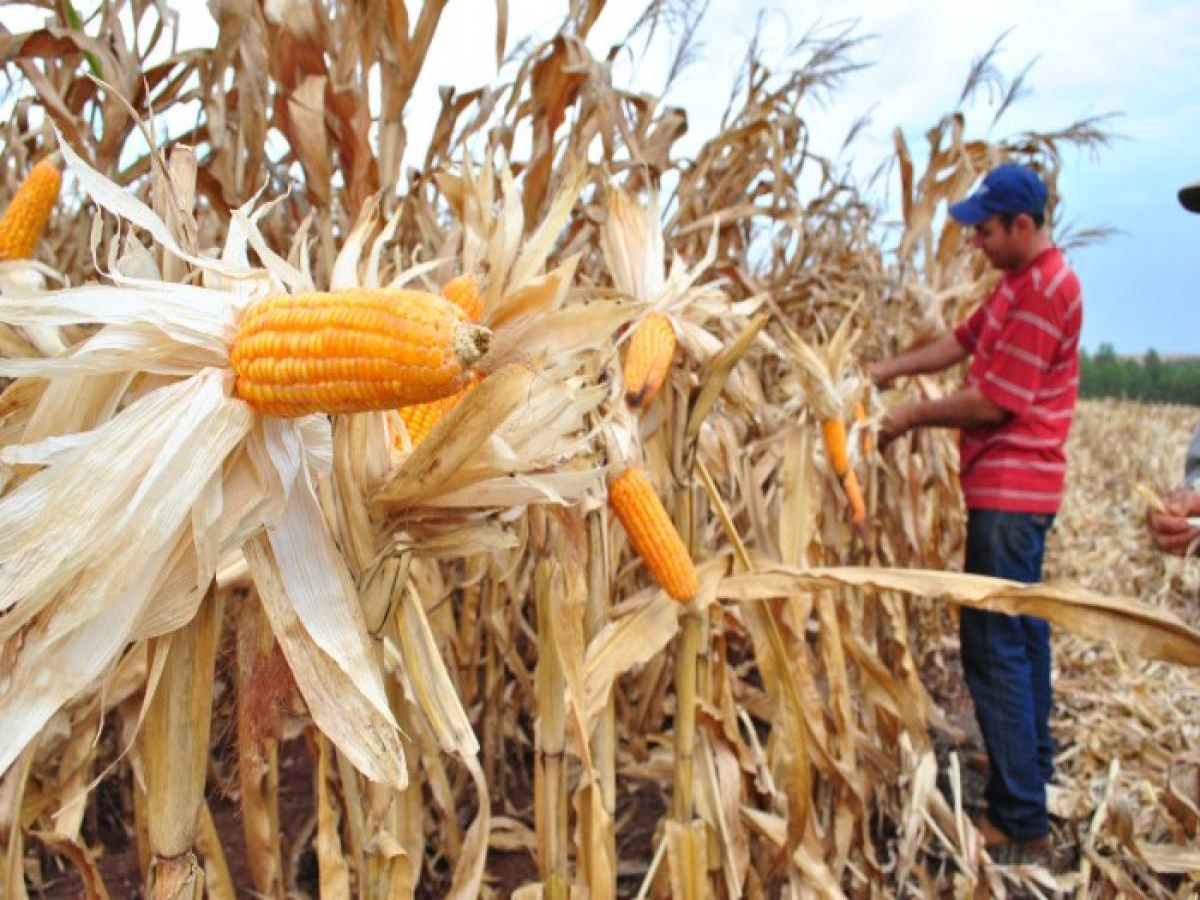 Compra de até 200 mil toneladas de milho atenderá pequenos criadores do país
