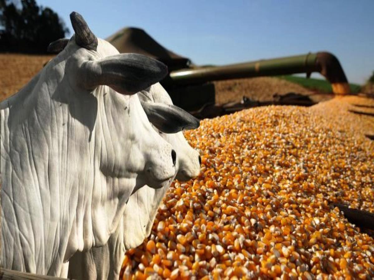Soja, milho e carne bovina puxam valor da produção agropecuária, que supera R$ 1,1 trilhão este ano