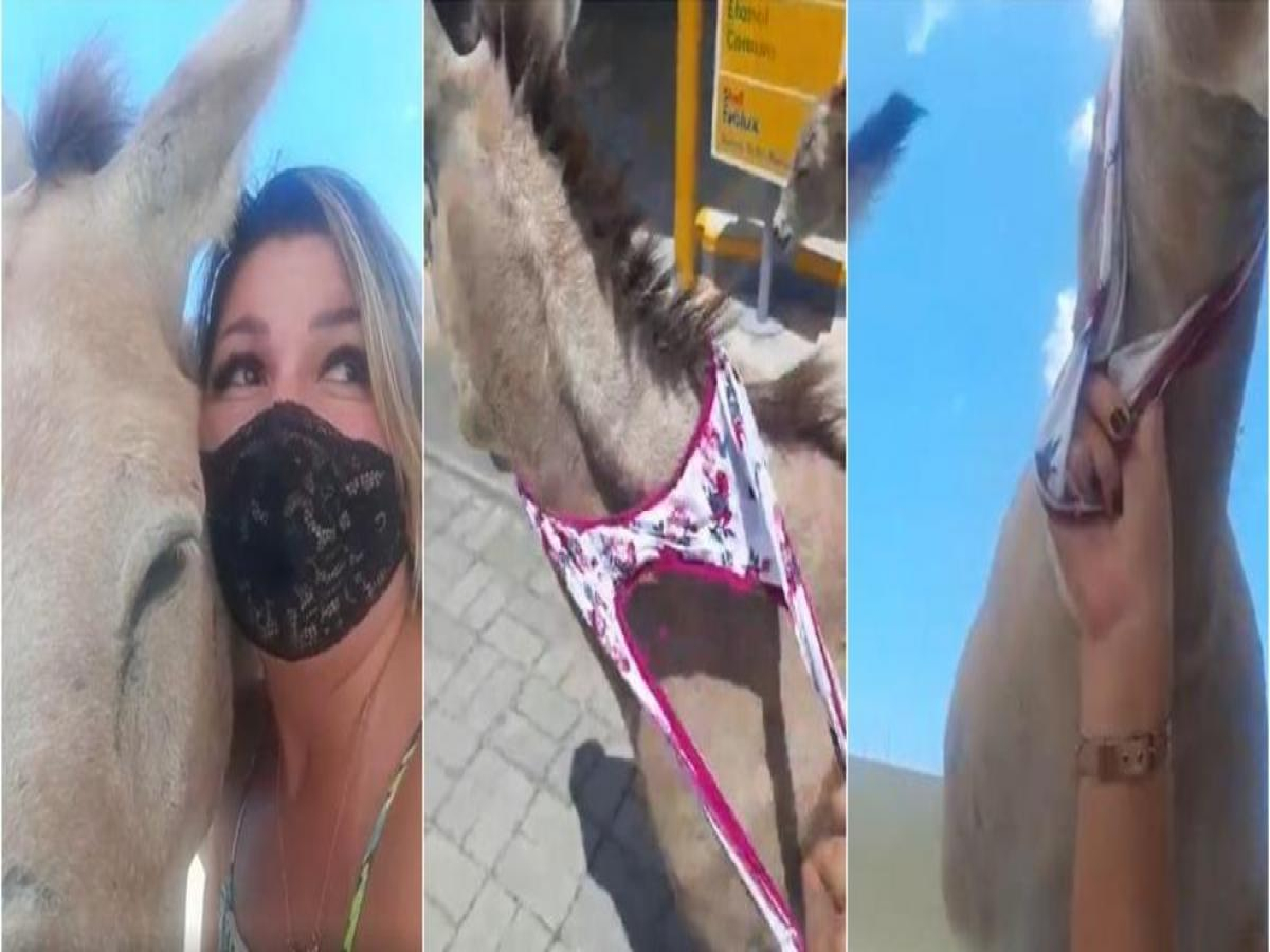 Vídeo: Ativista tira calcinha e usa para prender jumento em resgate do animal no Ceará