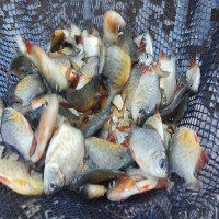 Vídeo; Administração  de Japurá em parceria com estado promovem soltura de peixes no rio Ivaí