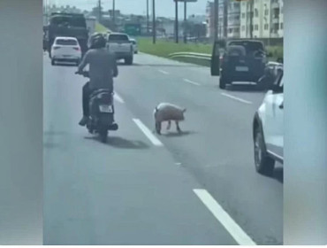 Flagra: vídeo captura porco andando em rodovia de Florianópolis