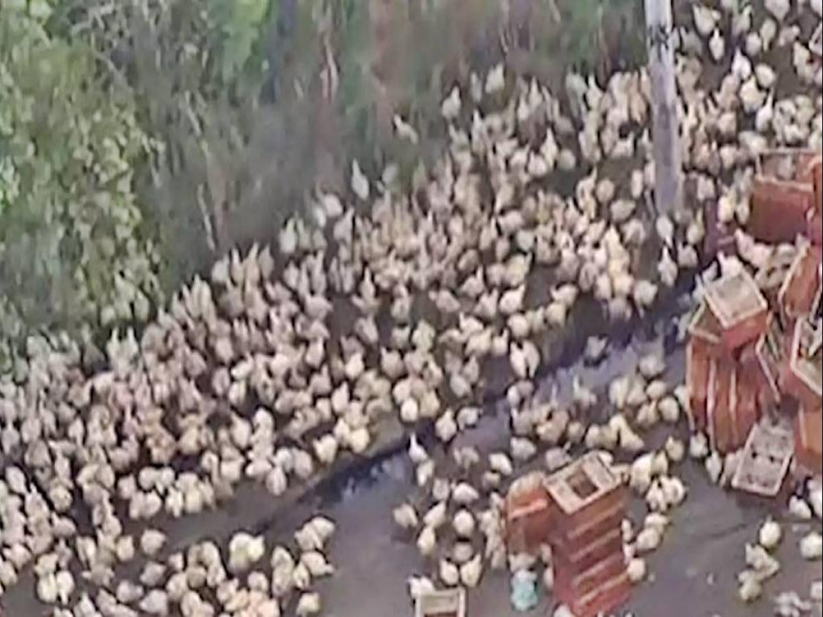 Vídeo; Caminhão carregado com galinhas tomba e carga é saqueada
