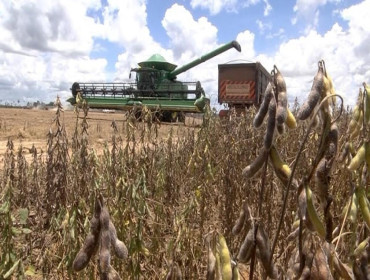 Mato Grosso supera Argentina e se torna terceiro maior produtor de soja do mundo