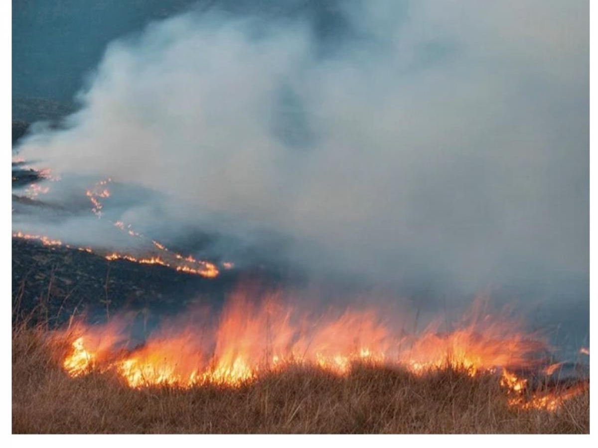 Incêndios florestais: Paraná lança campanha de prevenção durante o inverno