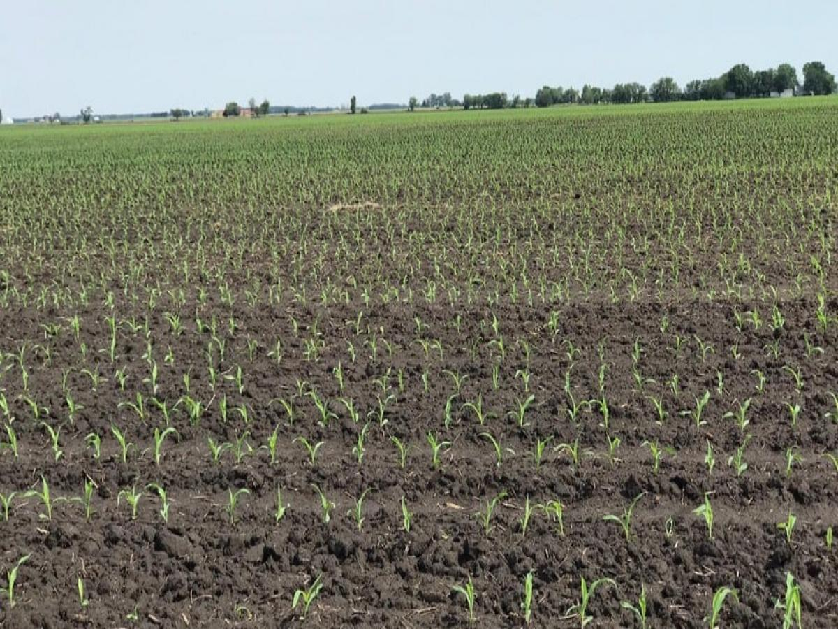 Plantio do milho da 1ª safra 2023/24 chega a 55%; confira como está o mercado
