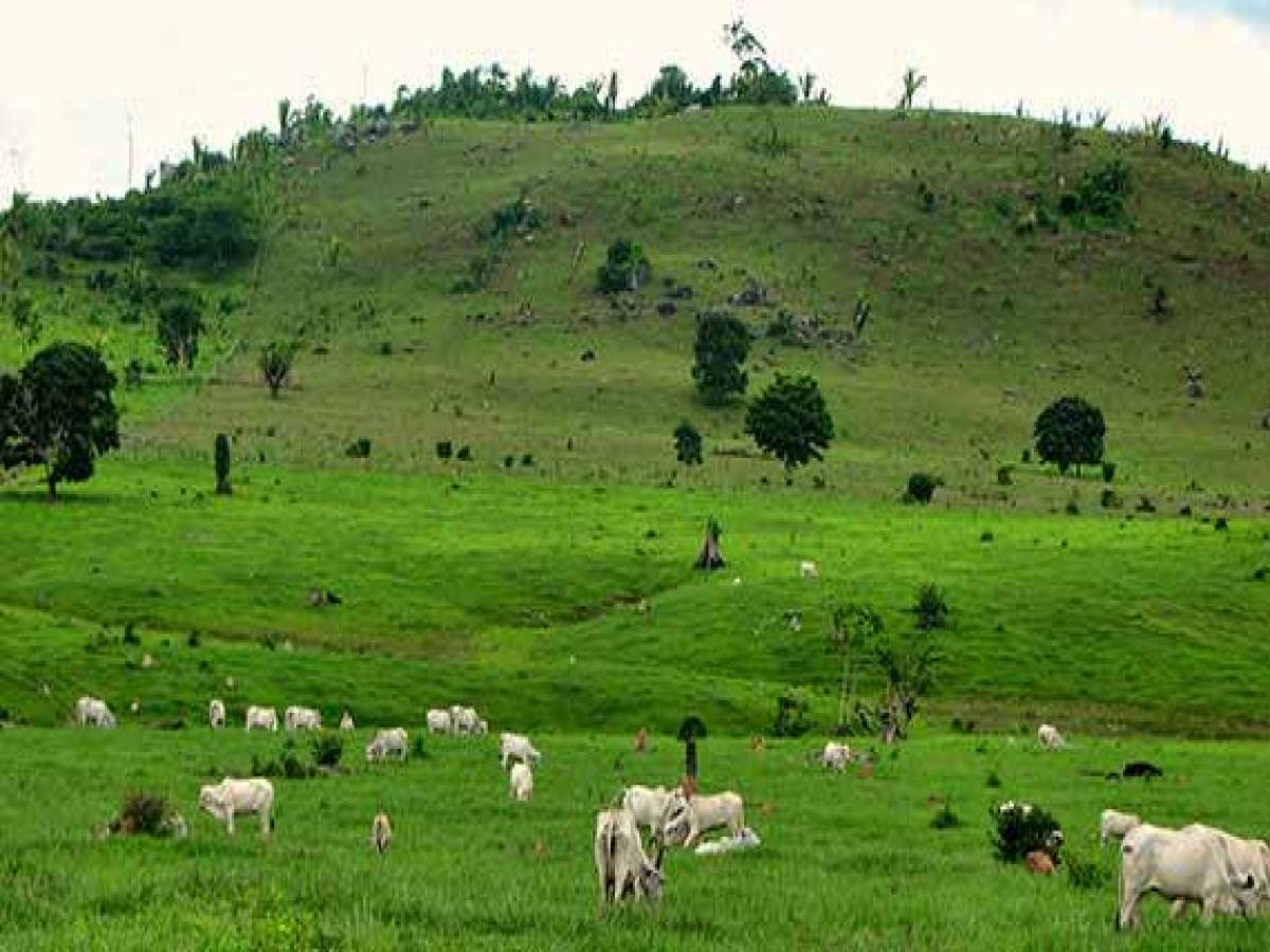 Pecuarista tem mais de 130 cabeças de gado furtadas em Tapejara