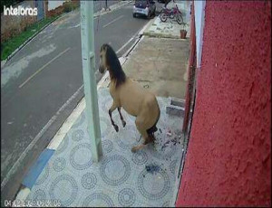 Vídeo; Cavalo Dentuço: o equino que quebrou a porta de uma clínica odontológica no Piauí