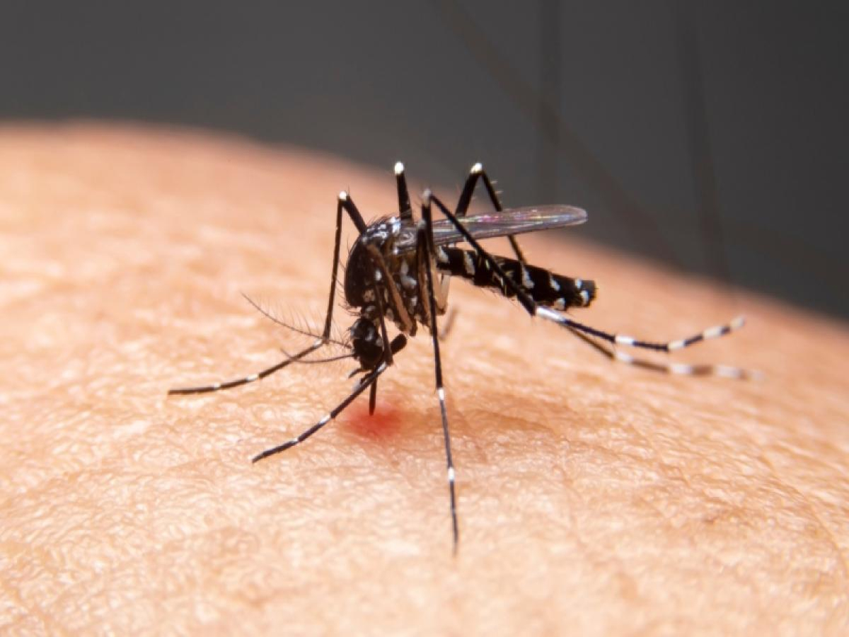 SESA confirma primeira morte por dengue em Cianorte