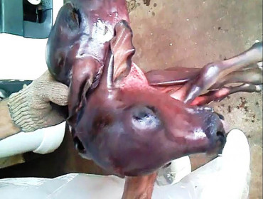 Animal que nasceu com duas cabeças chama atenção em Guairaçá