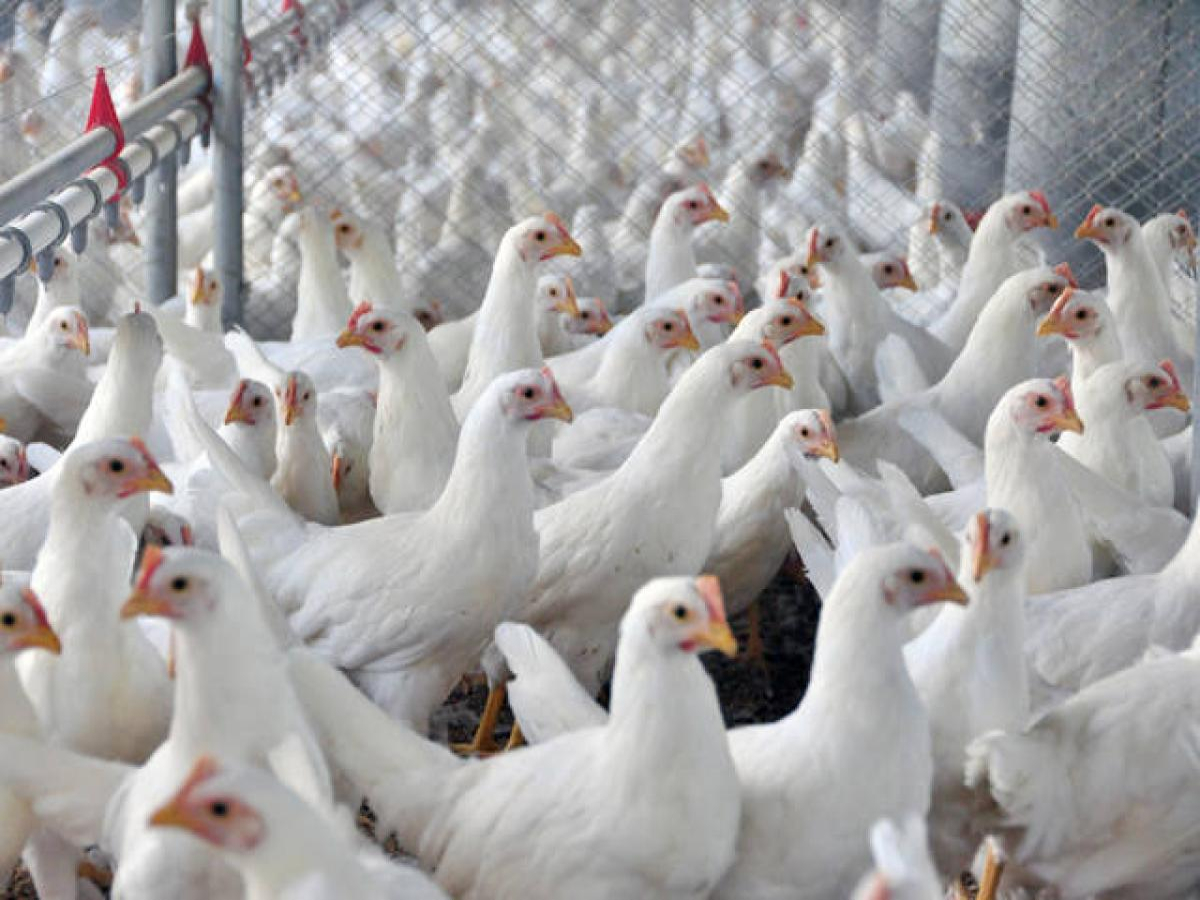 Ministro alerta estados para adotar ações de prevenção à gripe aviária